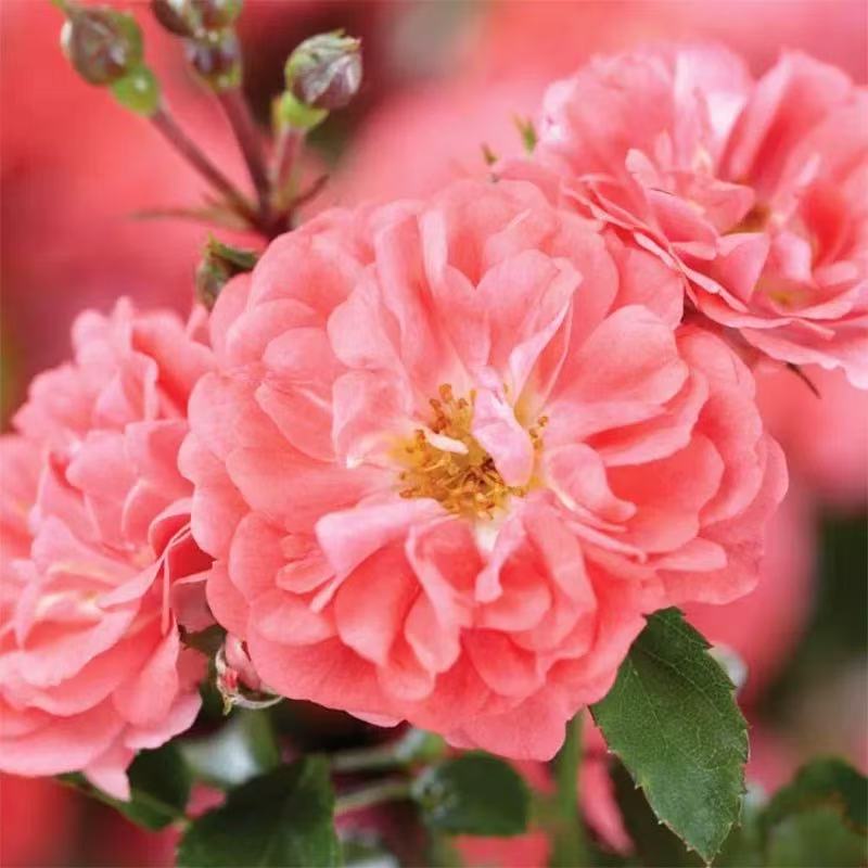 地被月季花苗【珊瑚漂流】持续开花机器低维护好养