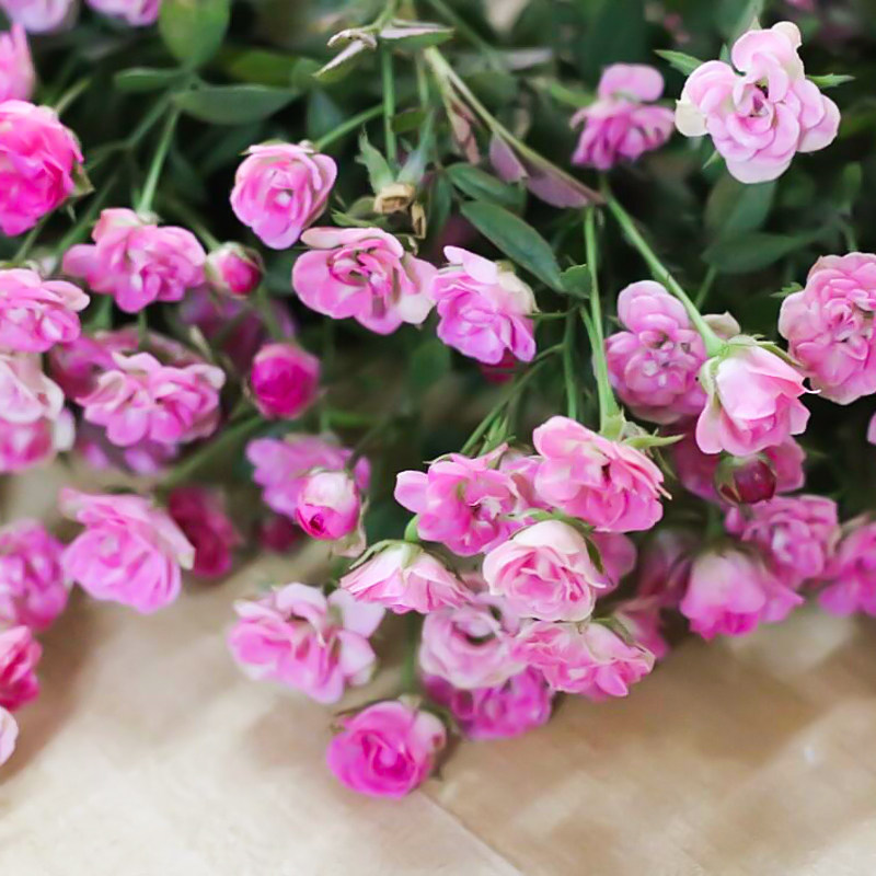 庭院阳台超微 微型多头月季 花朵如指甲盖花量大花期长花卉植物