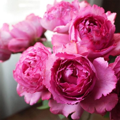 伊芙伯爵灌木月季阳台盆栽大花玫瑰庭院地栽香气怡人抗病勤花