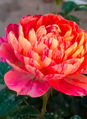 【果汁飞溅】多色条纹 微月多头丰花芽变品种多季开花阳台盆栽