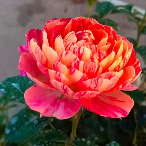 【果汁飞溅】多色条纹 微月多头丰花芽变品种多季开花阳台盆栽