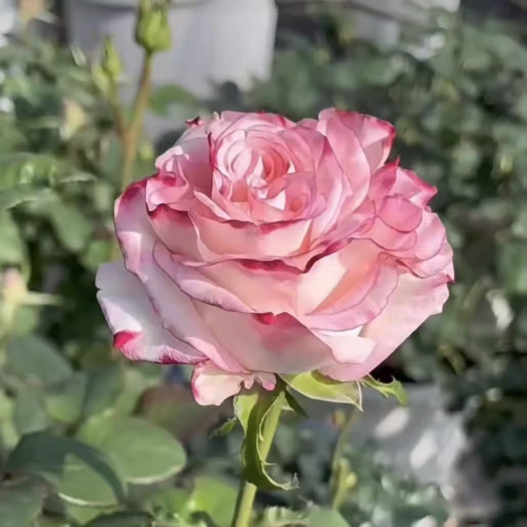 可爱教主/非常可爱 月季 玫瑰花 多季节开花 阳台庭院盆栽花卉