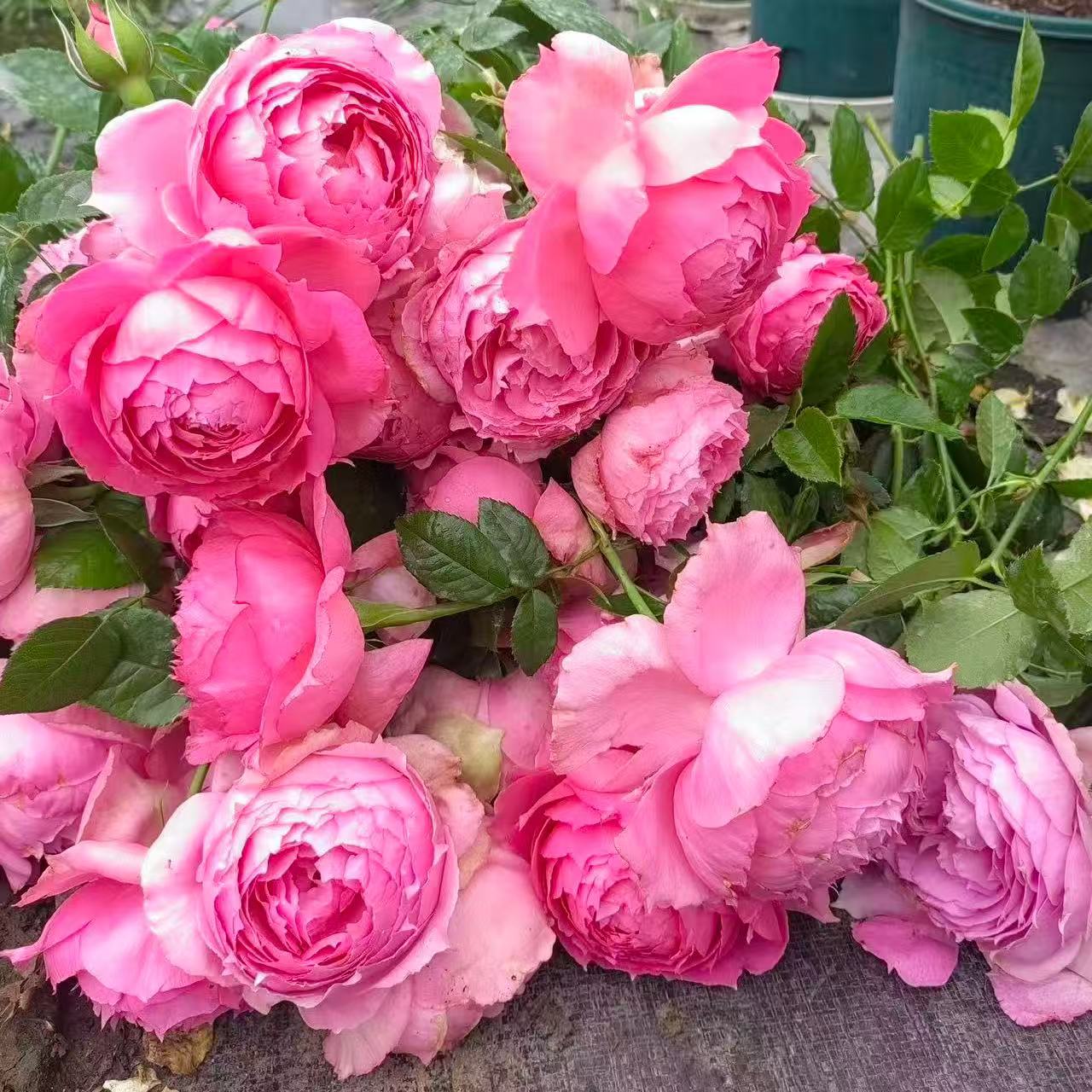 新品【莲舟】月季花苗灌木大花抗病直立庭院阳台盆栽勤花多季开花