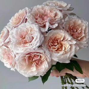 味景新品园丁老班月季花