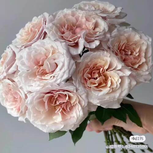 味景新品园丁老班月季花