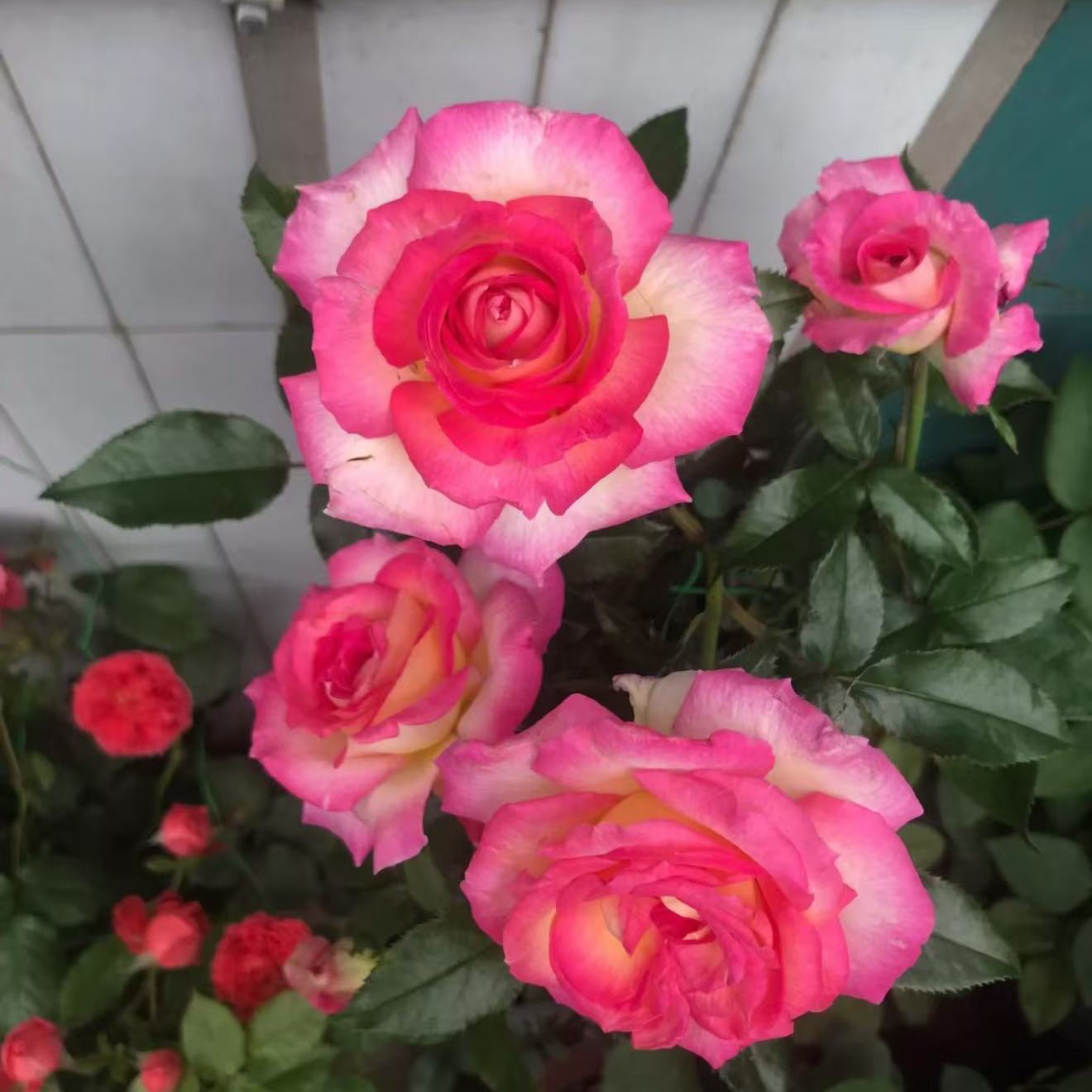 【南特香水】法国尼普新品浓香大花月季勤花抗病阳台盆栽花苗