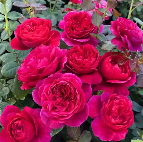 艾弗的玫瑰  月季花苗奥斯汀灌木勤花浓香爬藤庭院阳台盆栽花卉,鲜花速递/花卉仿真/绿植园艺,月季/蔷薇/玫瑰,淘宝优惠券,粉丝福利购,淘宝优惠卷
