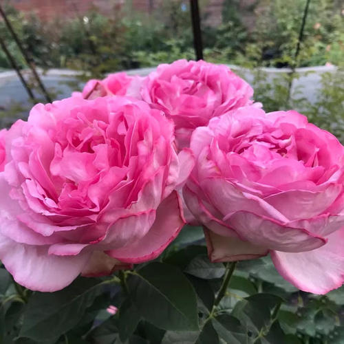 伊芙砂糖艺术大花浓香月季