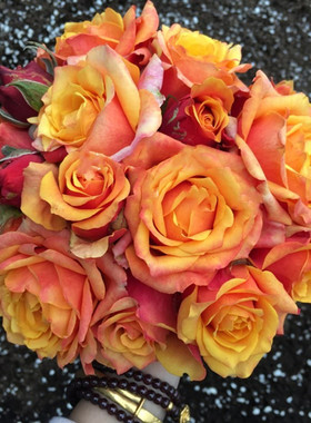 樱桃白兰地月季花苗庭院阳台盆栽橙色大花丰花玫瑰花卉