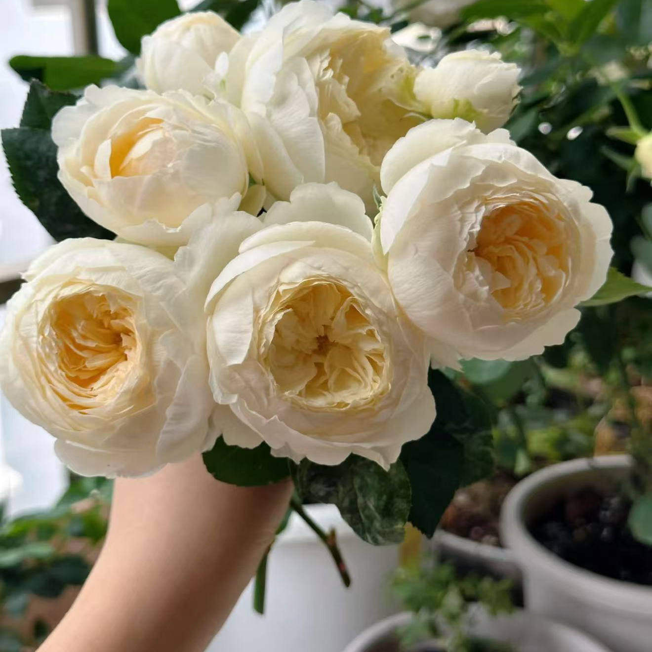 皎月仙子 切花玫瑰直立抗病花卉月季盆栽月季花苗