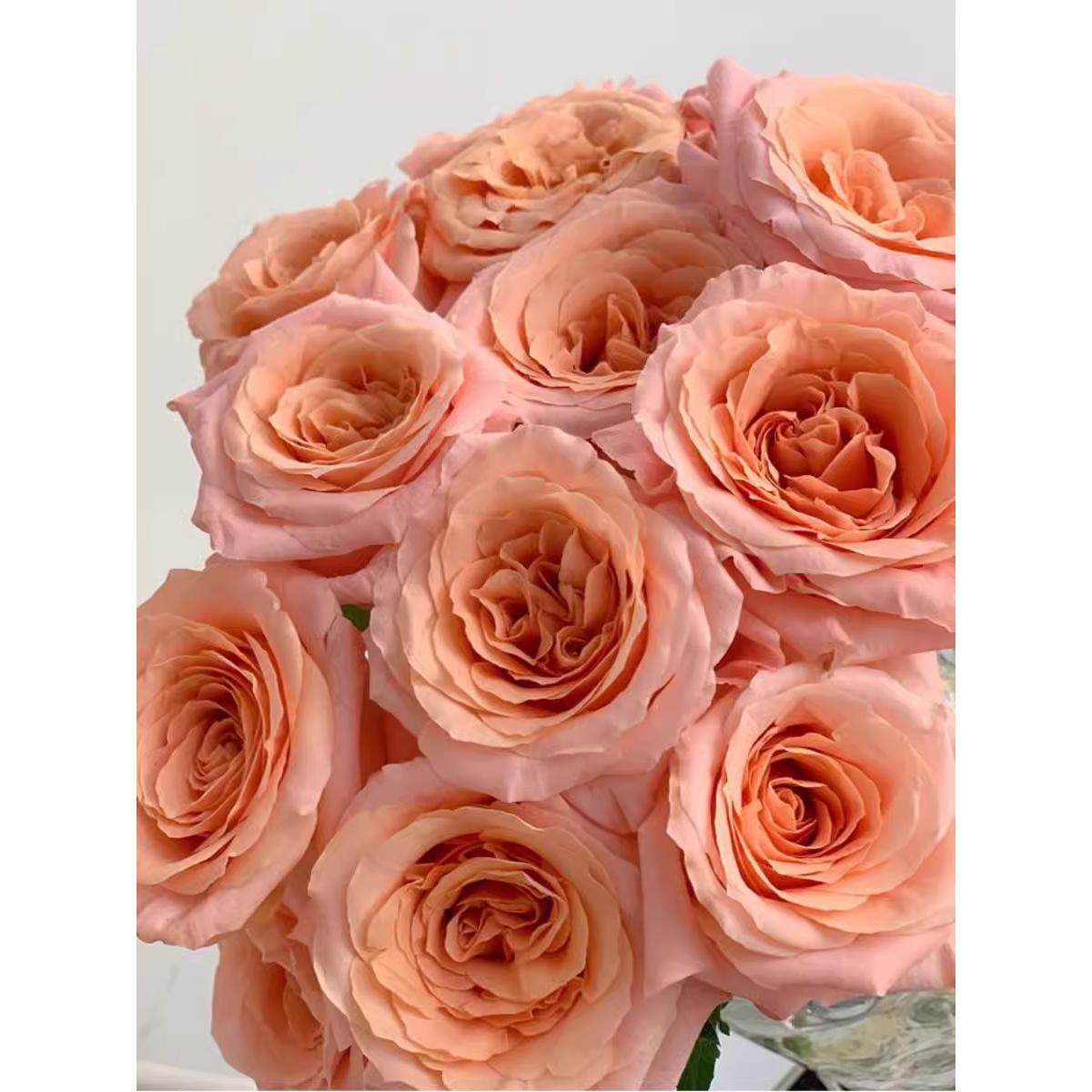 微光 切花玫瑰灌木欧月季花苗盆栽阳台直立大花卉多季开花园,鲜花速递/花卉仿真/绿植园艺,月季/蔷薇/玫瑰,淘宝优惠券,粉丝福利购,淘宝优惠卷