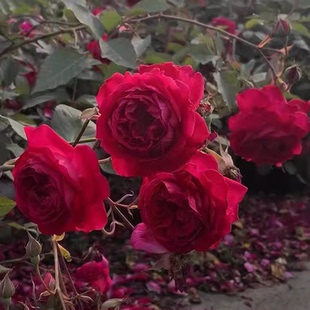 软香红 中国古老月季多季节开花浓香 阳台庭院可盆栽植物小苗花卉