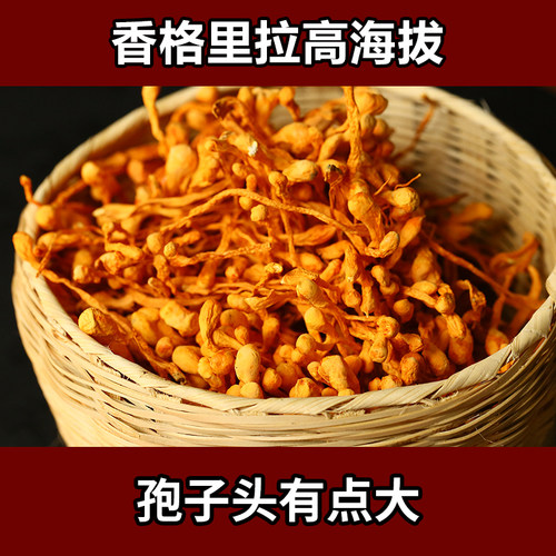 虫草花干货云南金虫草大孢子头