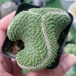 菊水缀化实生