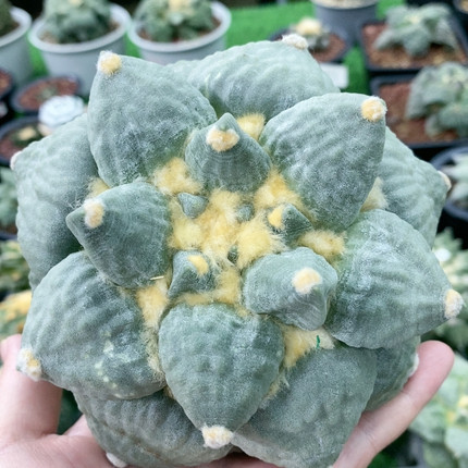 蓝白肌蛋疣怒自根