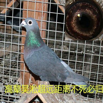 白信鸽 纯白杨阿腾信鸽 紫罗兰超远程信鸽红雨点信鸽国血李鸟信鸽
