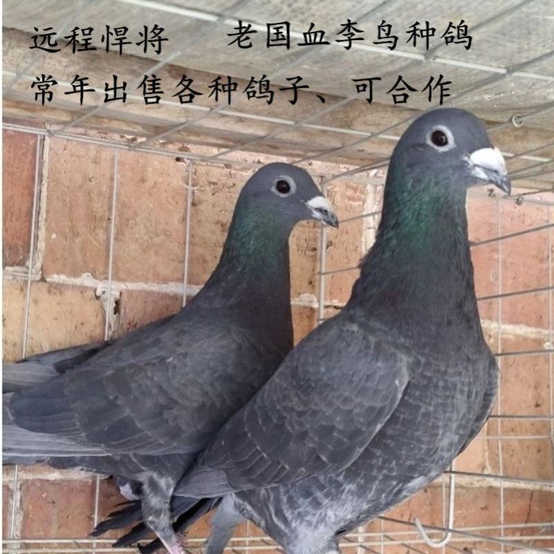 纯种老国血李鸟 青年吴淞种鸽大鼻子信鸽远程鸽信鸽李种超远程