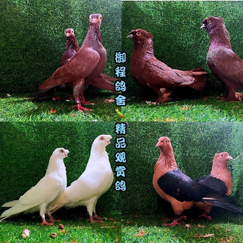 鸽子活体观赏鸽金鱼鸽元宝鸽圆环鸽天翻金眼白天使鸽青年种鸽一对