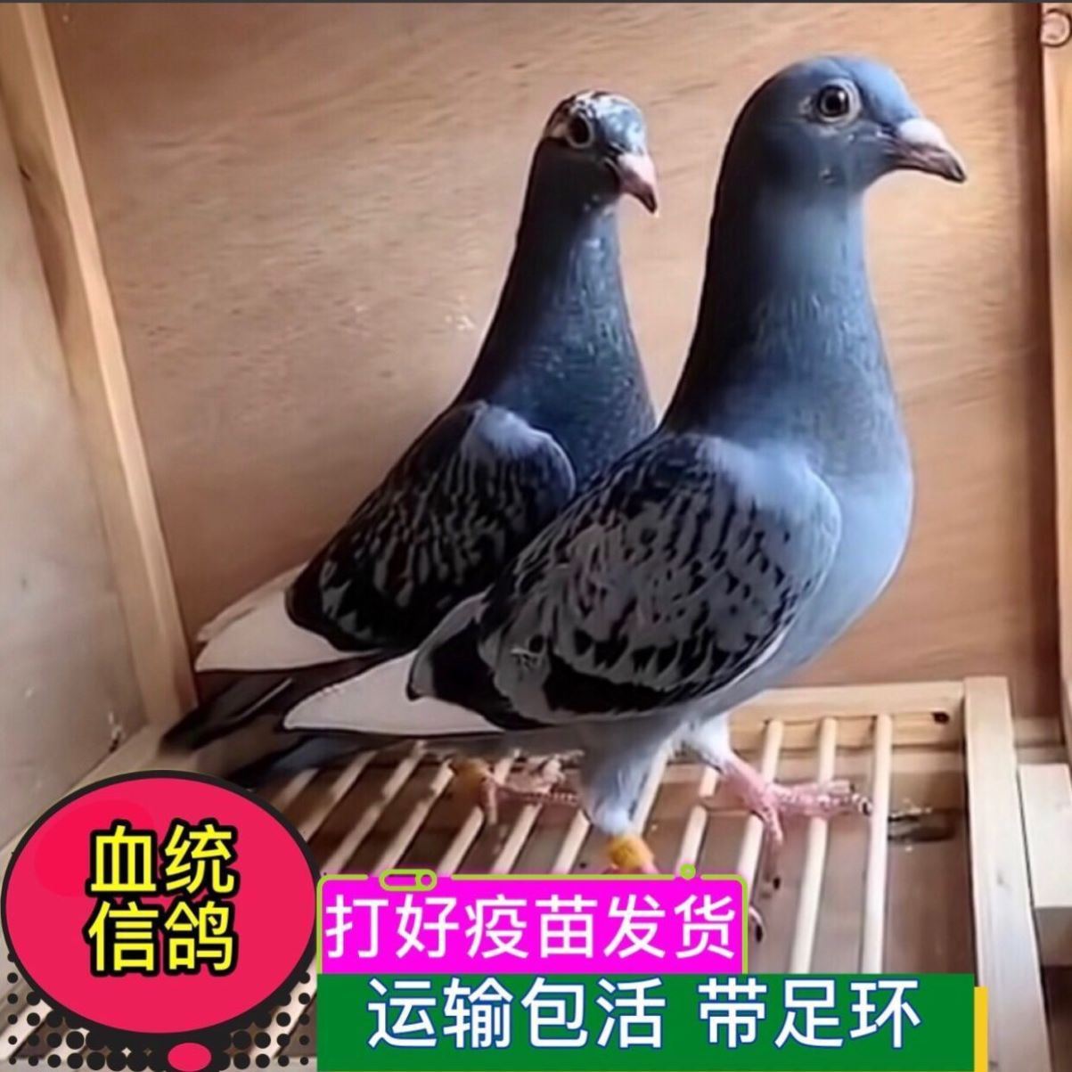 天落信鸽幼鸽种鸽赛鸽成绩鸽血统鸽王子鸽子活体便宜信鸽