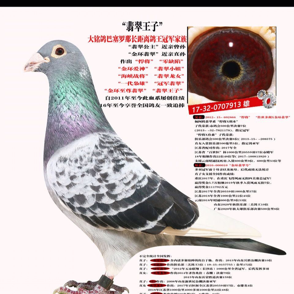 胡本詹森信鸽用品工棚鸽鸽粮鸽药种鸽黄金眼活体信鸽观赏鸽名家鸽