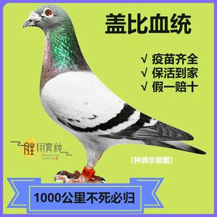 盖比血统赛鸽活的鸽子信鸽一对公一母大鼻子信鸽千公里种鸽幼崽