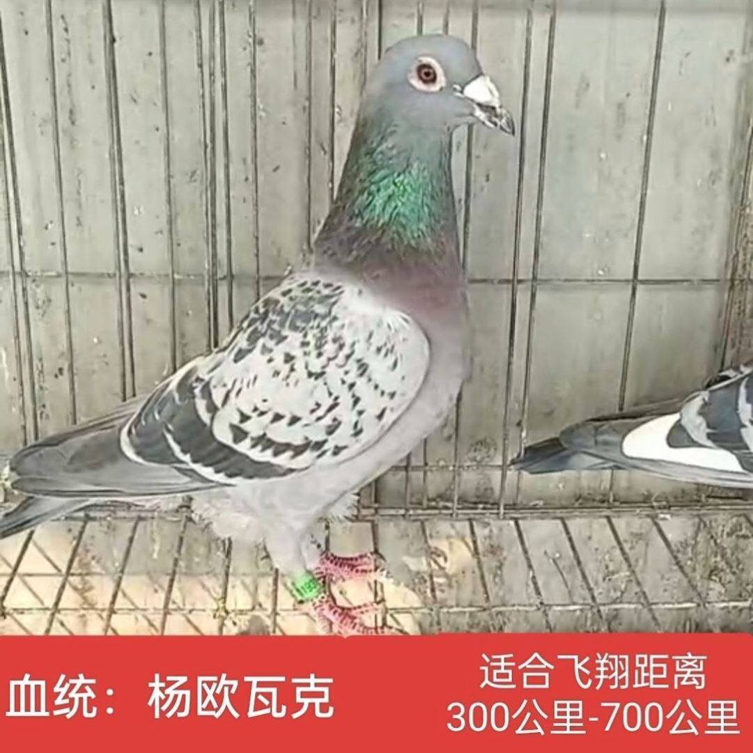 纯种老国血李鸟幼鸽杨欧瓦克血统鸽种鸽成绩鸽鸽子公母悟空血统