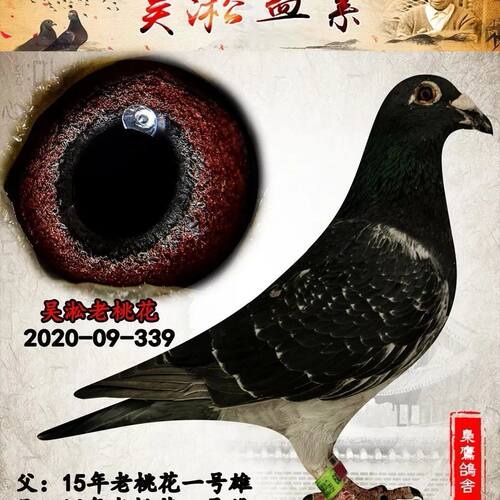 国血,桃花及,李鸟砂,崽黑皮小砂远程,吴淞黑目纯血乌金超实战