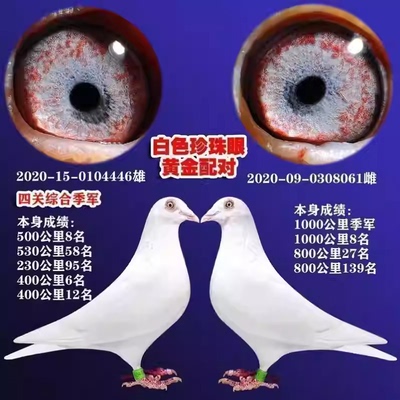血统鸽冠军鸽子千公里成绩鸽 公棚赛鸽原环信鸽 一对鸽子纯白