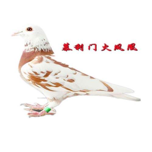 种鸽工棚信鸽幼鸽慕利门青年异色火凤凰鸽子子代鸽精品带环
