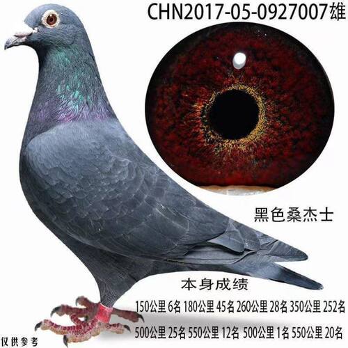 精品纯种真信鸽种鸽幼鸽鸽子活体一对血统赛鸽成绩鸽慕利门黄金甲