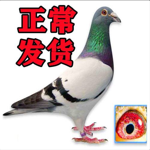 鸽子一对鸽子活体信鸽活体雨点信鸽瓦灰信鸽带环信鸽包邮