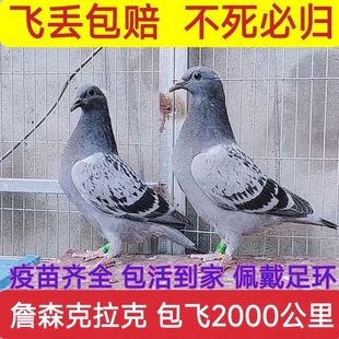 最远可飞3000公里纯林波尔血统赛鸽后代红雨点信鸽黑白花信鸽幼鸽