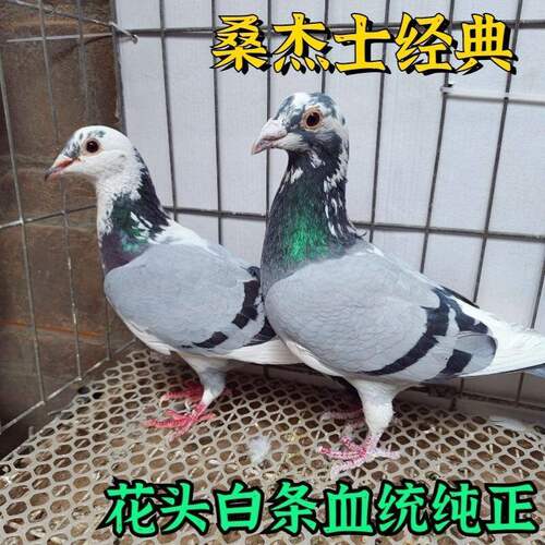 桑杰士信鸽公棚白条原配血统花头活体成绩一对幼鸽繁殖赛鸽种鸽包