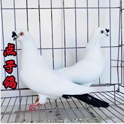 黑点子观赏鸽纯白眼白种鸽信鸽鸽子一对宠物鸽疆系平头凤头受精蛋