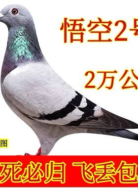 鸽子血统活的赛鸽观赏鸽瓦灰原配活的幼鸽公母小鸽子大鼻子