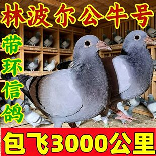 信鸽成绩一对幼鸽公棚血统赛鸽鸽子种鸽詹森活物