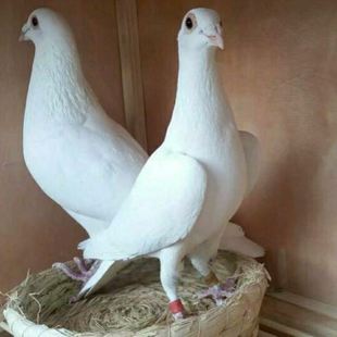 白色天落信鸽吐尼尔鸽子纯白信鸽种鸽活物一对包邮血统鸽比赛鸽子