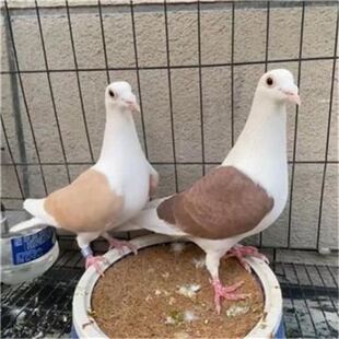 公棚鸽成绩鸽天落鸽子种鸽活体种蛋蝴蝶背信鸽可孵化受精蛋一对