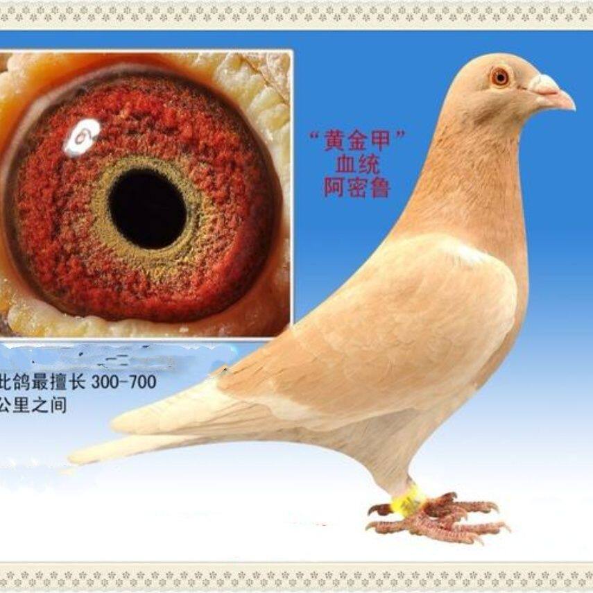 实战黄金甲种鸽活物一对包邮