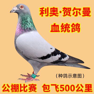 千公里冠军鸽后代公棚成绩鸽子代高级种鸽血统幼鸽大鼻子信鸽小鸽