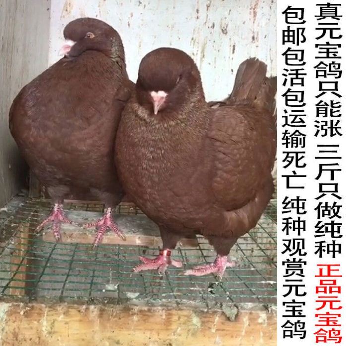 真元宝鸽正宗纯种巨型活体宠物特大观赏成年鸽子元宝鸽种鸽一对