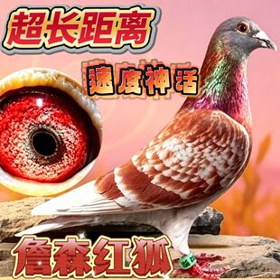 纯詹森红狐信鸽种鸽雨点一对天落血统活物幼鸽公棚成绩鸽子包邮