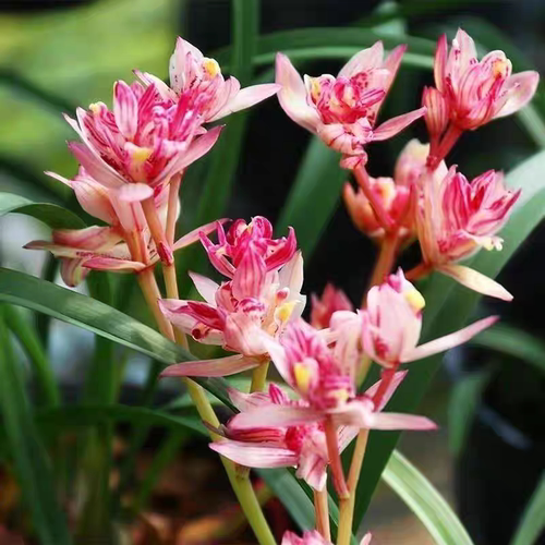 建兰浓香好养型兰花苗 红禅牡丹（6月-2月带花苞） 室内绿植花卉