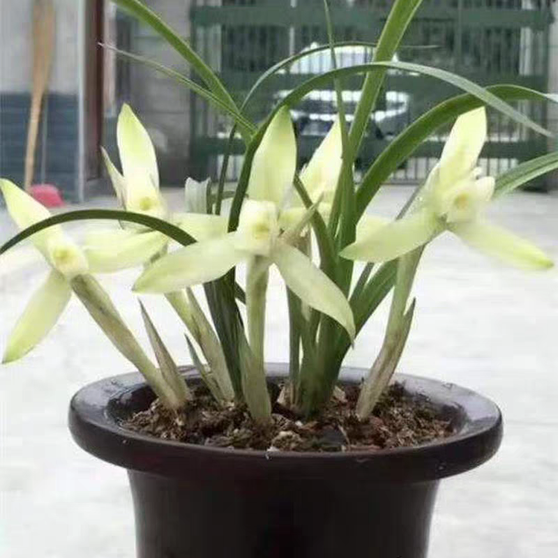 zb春兰 冰清素 （10月—2月带花苞）浓香型室内外花卉绿植盆栽