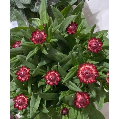 植物室内阳台庭院花卉好养活