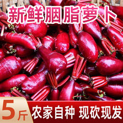 重庆涪陵胭脂萝卜泡菜专用特产新鲜红心萝卜批发农家自种红皮上色