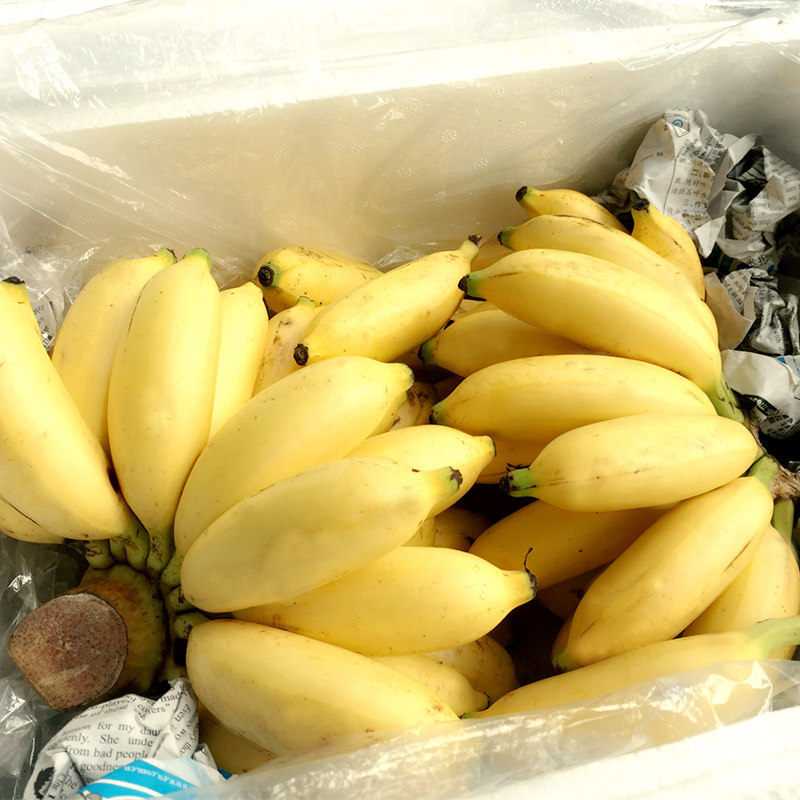 海南特产皇帝蕉 三亚水果热带新鲜banana帝王香蕉非小米蕉5斤包邮