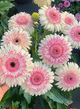 家里有小院空地 阳台空花盆 可以种非洲菊花 开花漂亮