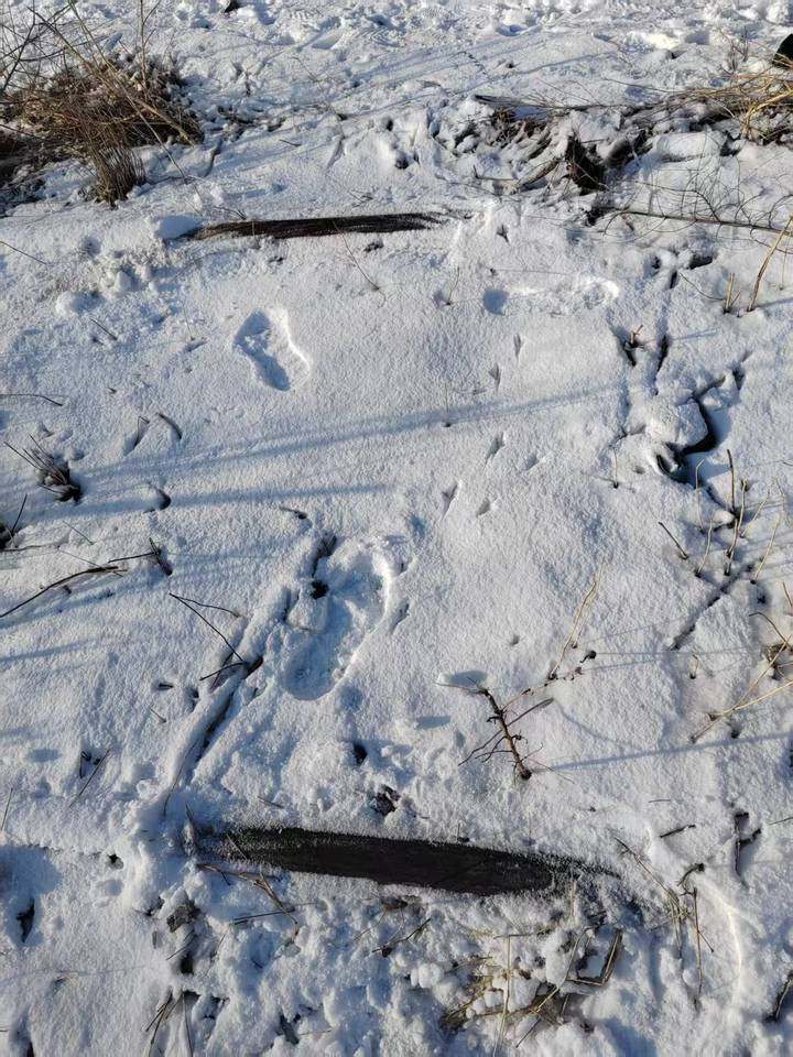 1月9日沈阳煤矿铁路轨道网络拍卖公告