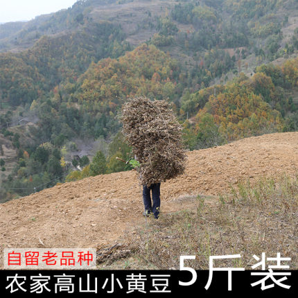 栗园村农家高山小黄豆自留老品种笨黄豆土黄豆可做豆浆豆芽豆腐